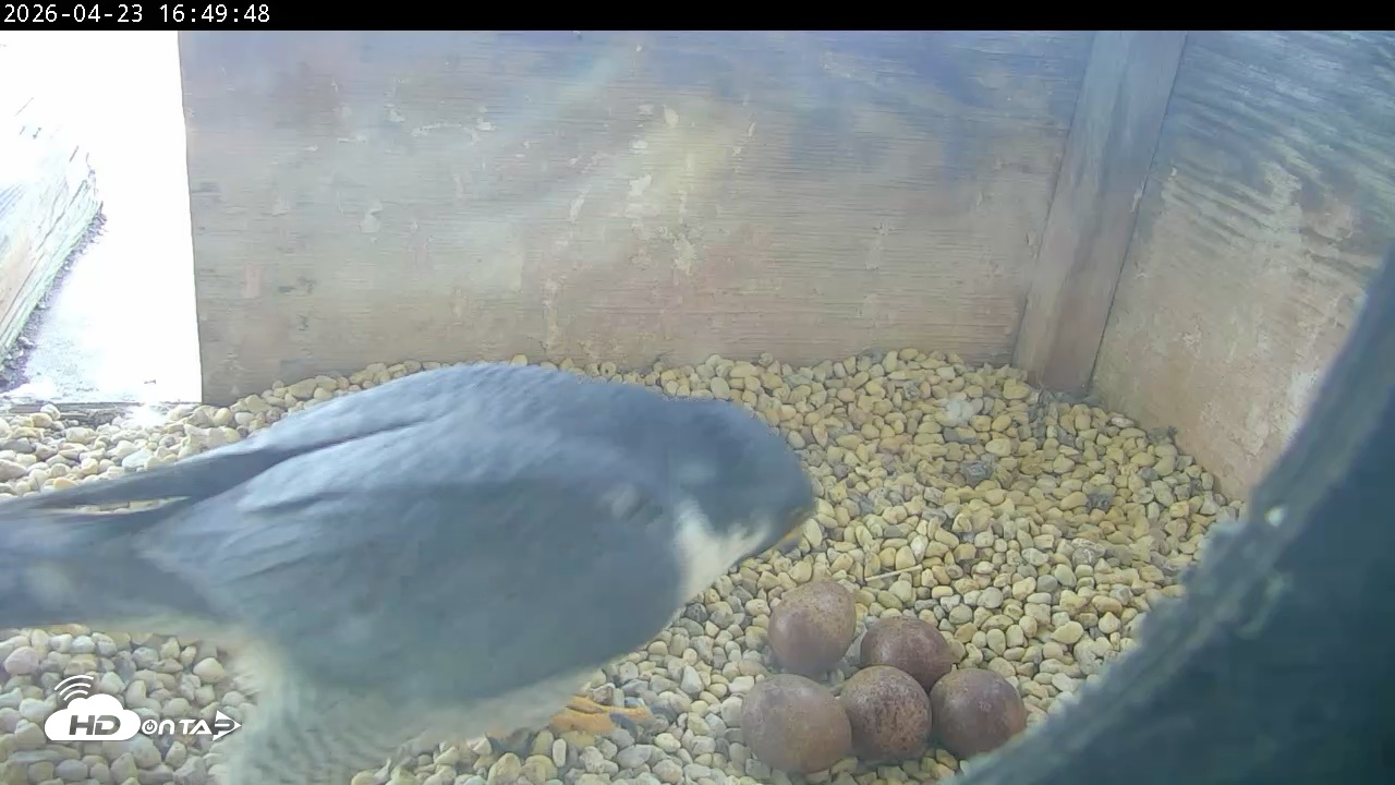 Snapshot of PA Peregrine Falcon Cam Live Webcam taken Apr 23, 2026, 4:41pm EDT