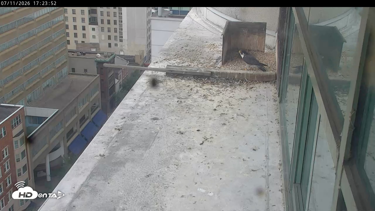 Snapshot of PA Peregrine Falcon Cam Live Webcam taken Jul 11, 2026, 5:17pm EDT
