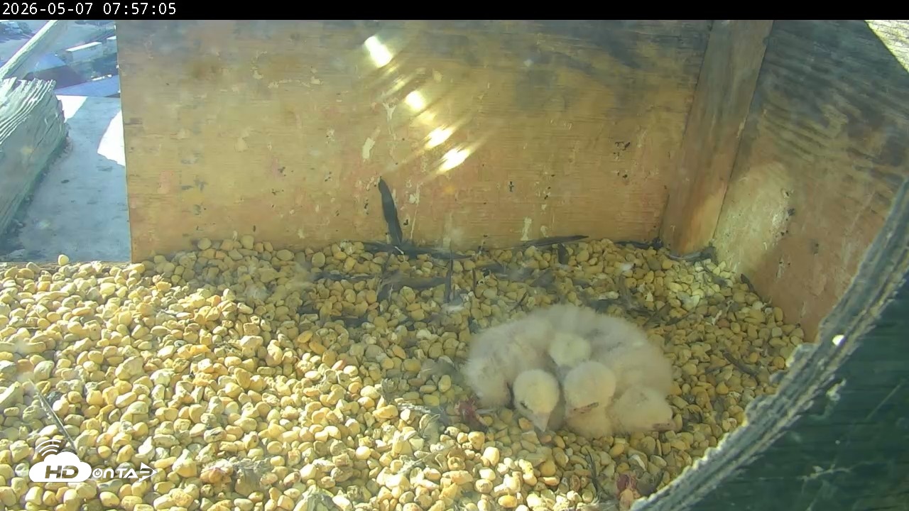 Snapshot of PA Peregrine Falcon Cam Live Webcam taken May 7, 2026, 7:49am EDT