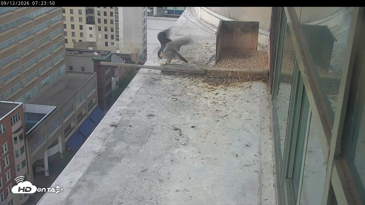 Snapshot of PA Peregrine Falcon Cam Live Webcam taken Sep 12, 2026, 7:20am EDT