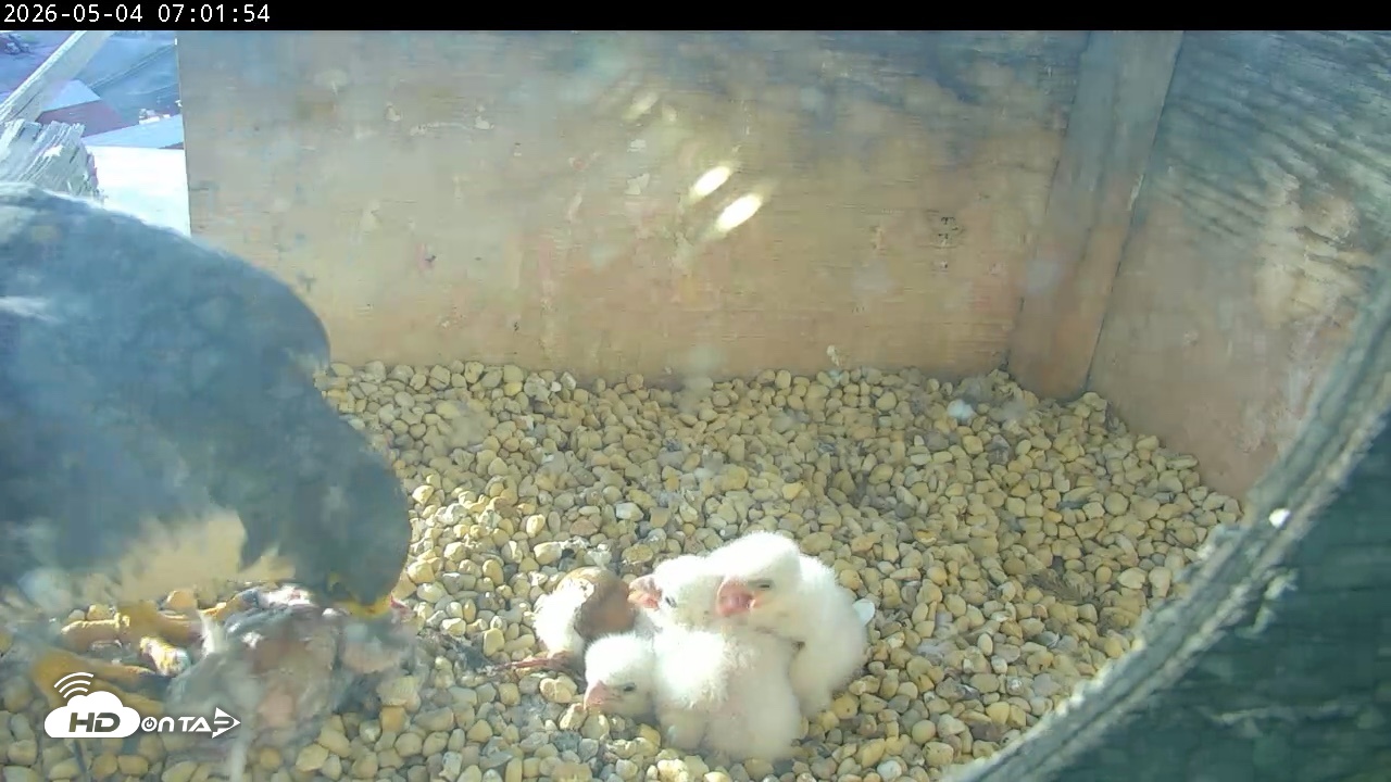 Snapshot of PA Peregrine Falcon Cam Live Webcam taken May 4, 2026, 6:54am EDT