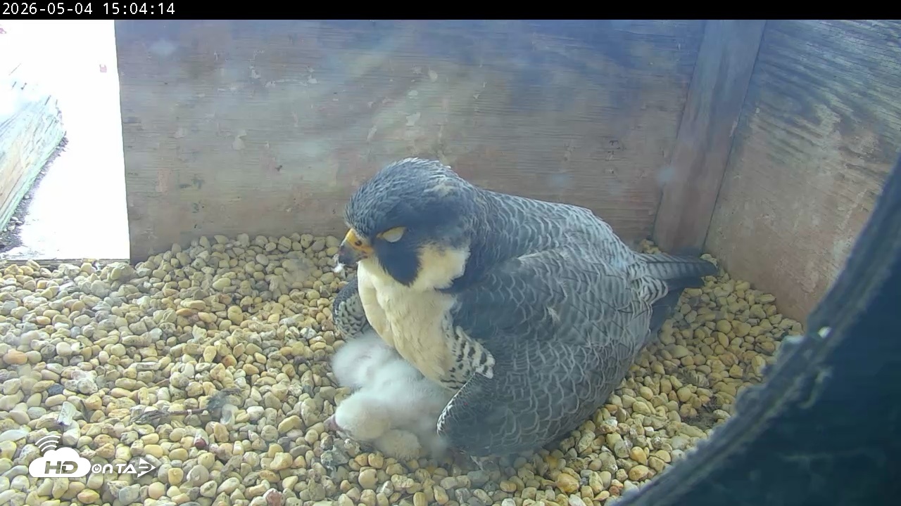 Snapshot of PA Peregrine Falcon Cam Live Webcam taken May 4, 2026, 2:56pm EDT