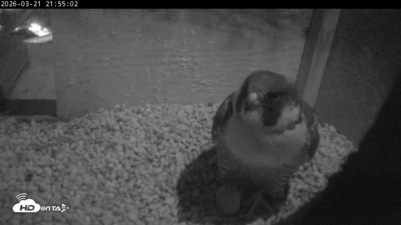 Snapshot of PA Peregrine Falcon Cam Live Webcam taken Mar 21, 2026, 9:47pm EDT
