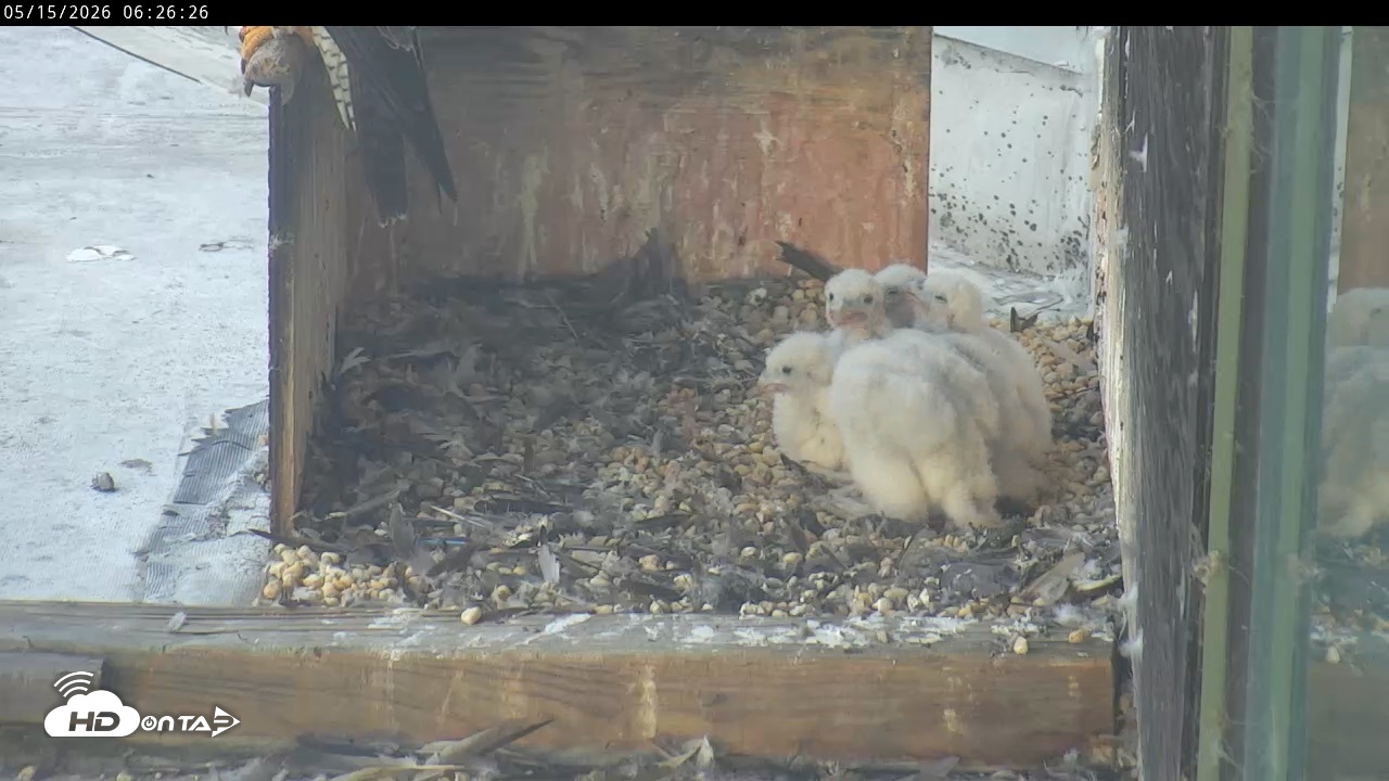 Snapshot of PA Peregrine Falcon Cam Live Webcam taken May 15, 2026, 6:19am EDT