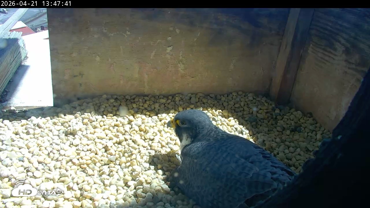 Snapshot of PA Peregrine Falcon Cam Live Webcam taken Apr 21, 2026, 1:40pm EDT