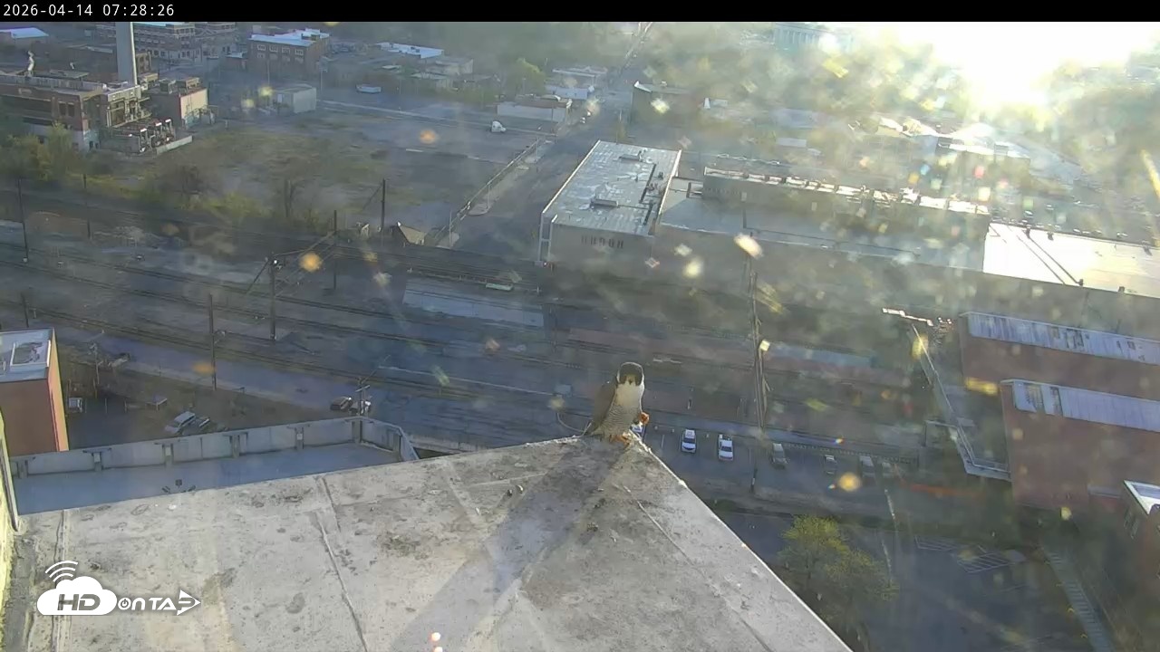 Snapshot of PA Peregrine Falcon Cam Live Webcam taken Apr 14, 2026, 7:15am EDT