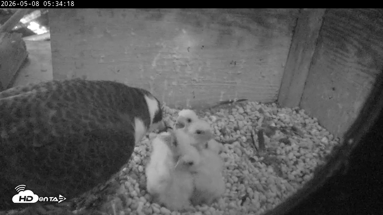 Snapshot of PA Peregrine Falcon Cam Live Webcam taken May 8, 2026, 5:26am EDT