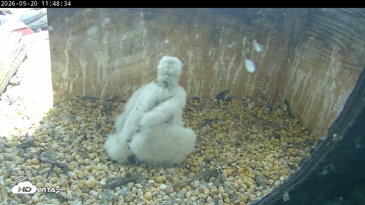 Snapshot of PA Peregrine Falcon Cam Live Webcam taken May 20, 2026, 11:42am EDT