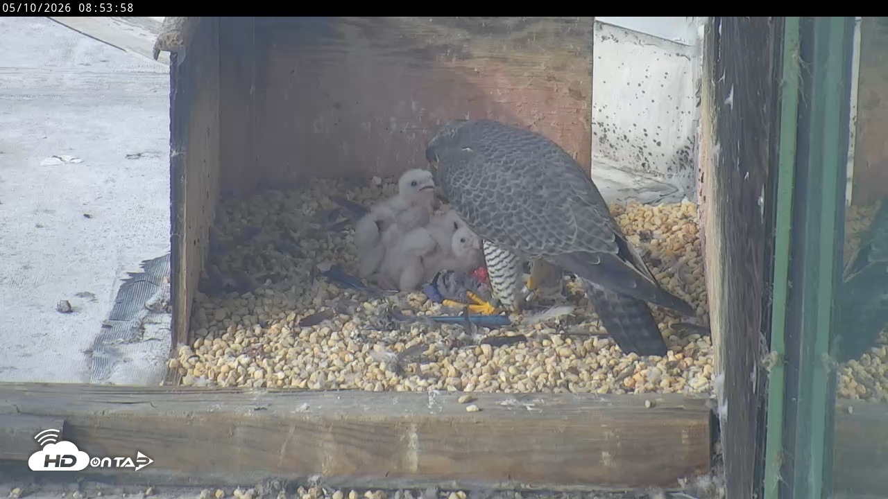 Snapshot of PA Peregrine Falcon Cam Live Webcam taken May 10, 2026, 8:47am EDT