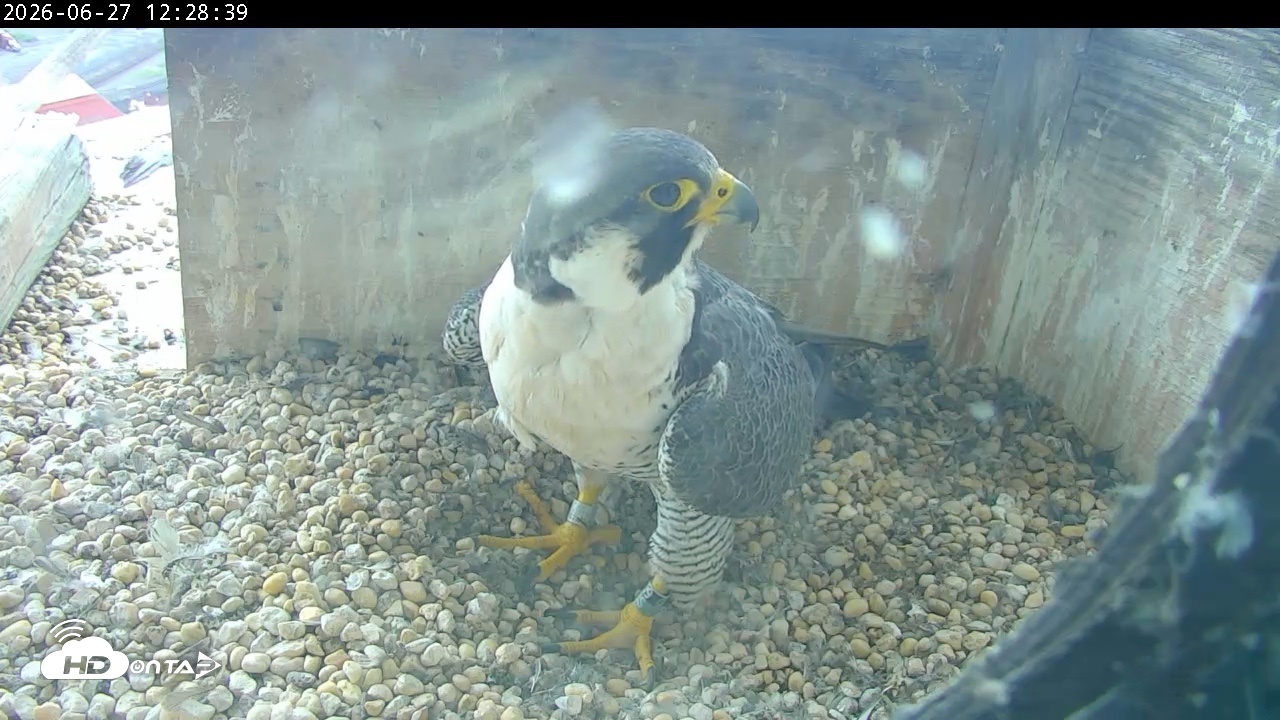 Snapshot of PA Peregrine Falcon Cam Live Webcam taken Jun 27, 2026, 12:23pm EDT