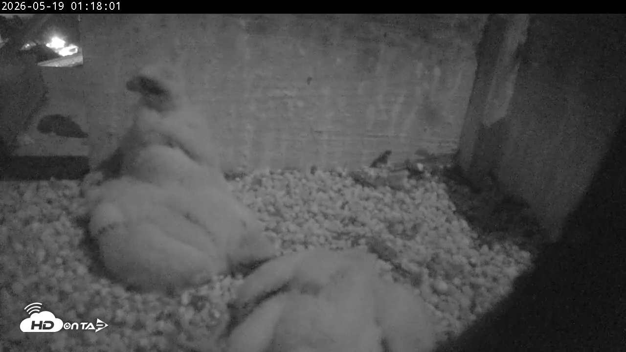 Snapshot of PA Peregrine Falcon Cam Live Webcam taken May 19, 2026, 1:11am EDT