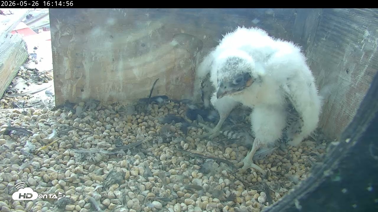 Snapshot of PA Peregrine Falcon Cam Live Webcam taken May 26, 2026, 4:08pm EDT