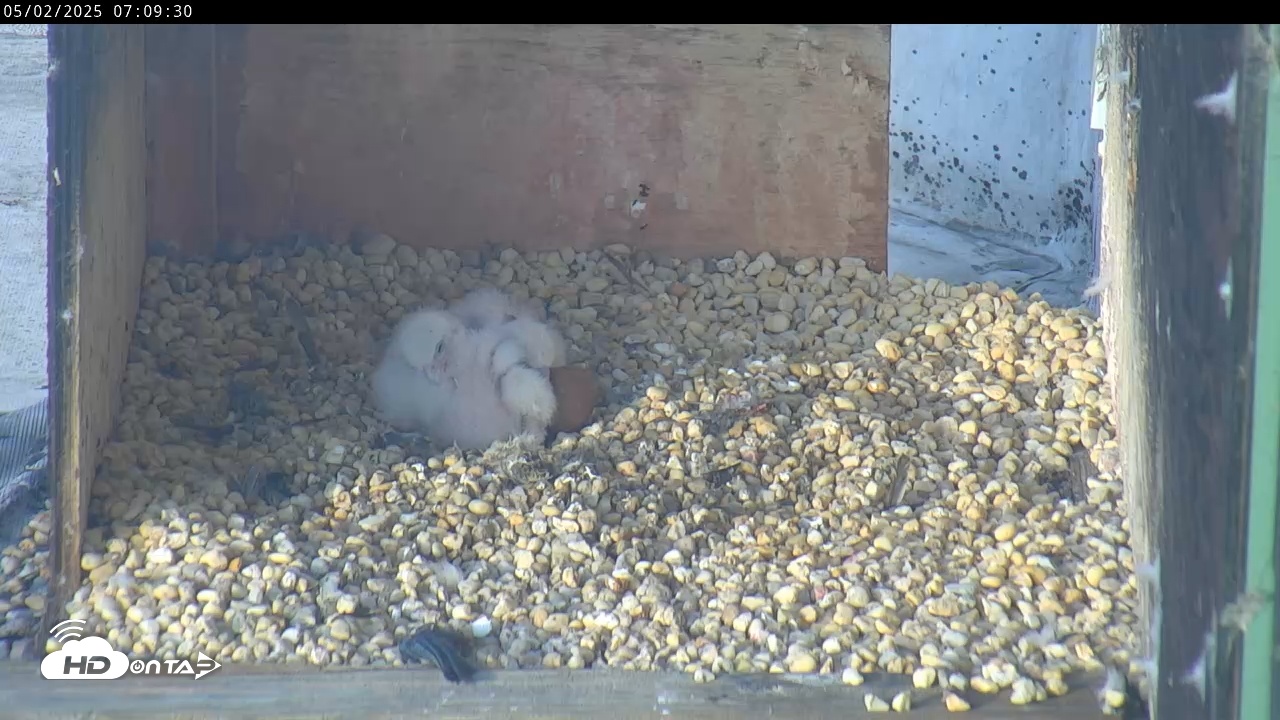 Snapshot of PA Peregrine Falcon Cam Live Webcam taken May 2, 2025, 7:05am EDT
