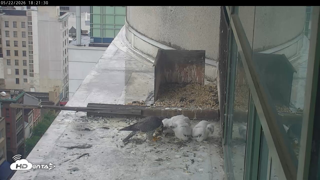 Snapshot of PA Peregrine Falcon Cam Live Webcam taken May 22, 2026, 6:15pm EDT