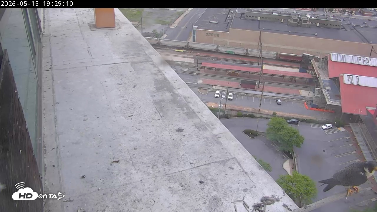 Snapshot of PA Peregrine Falcon Cam Live Webcam taken May 15, 2026, 7:40pm EDT