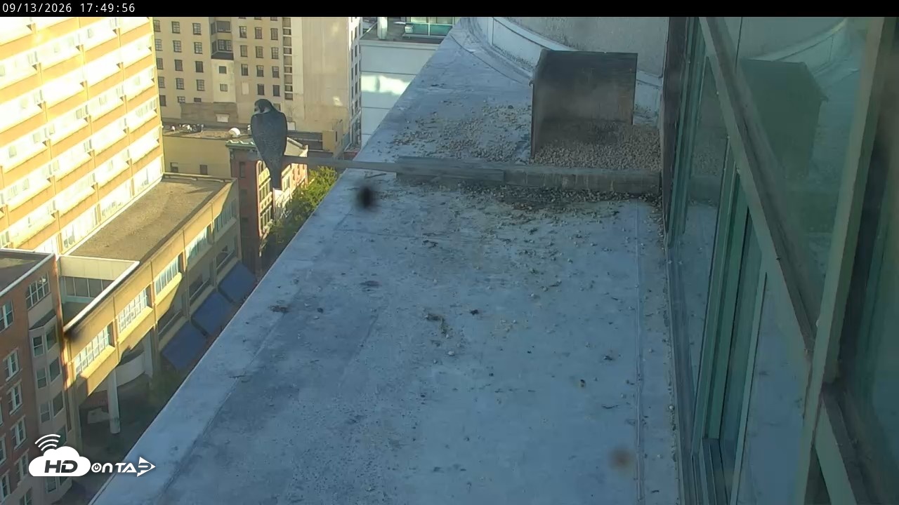 Snapshot of PA Peregrine Falcon Cam Live Webcam taken Sep 13, 2026, 5:46pm EDT