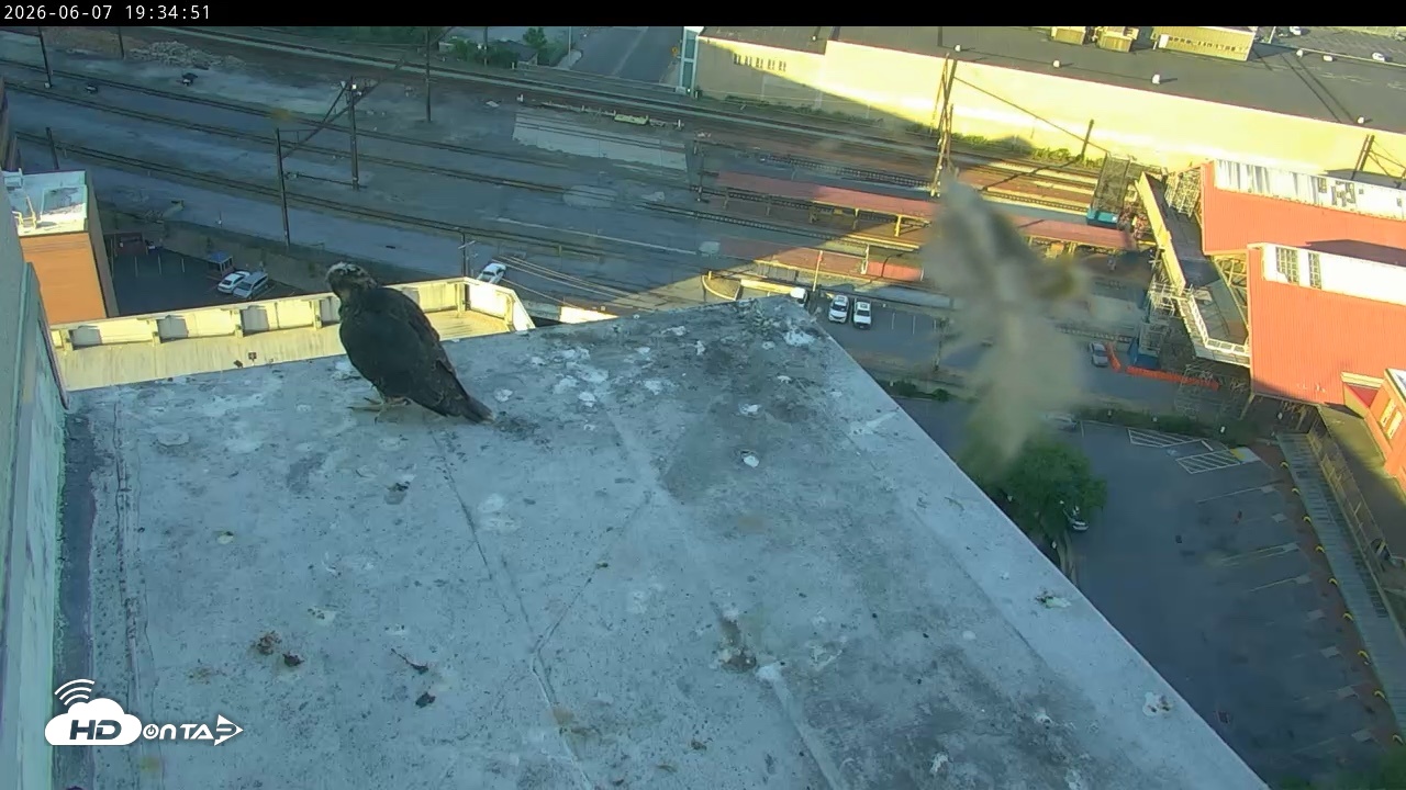 Snapshot of PA Peregrine Falcon Cam Live Webcam taken Jun 7, 2026, 7:25pm EDT