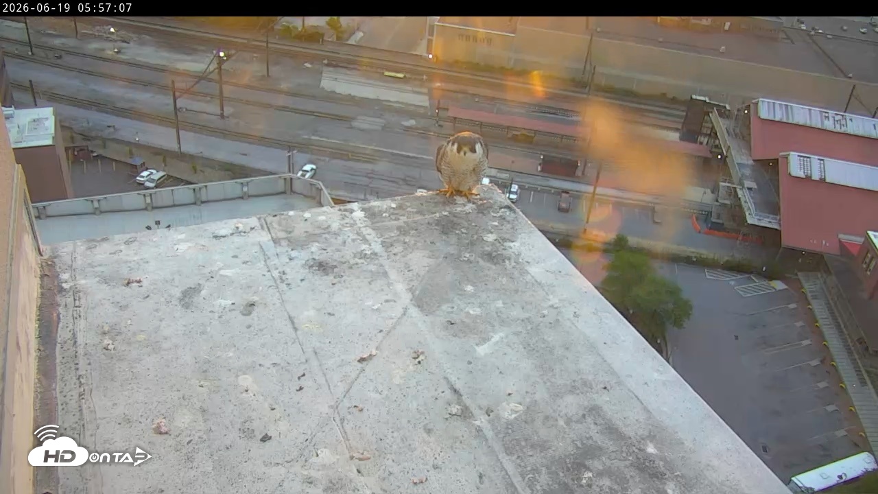 Snapshot of PA Peregrine Falcon Cam Live Webcam taken Jun 19, 2026, 5:48am EDT