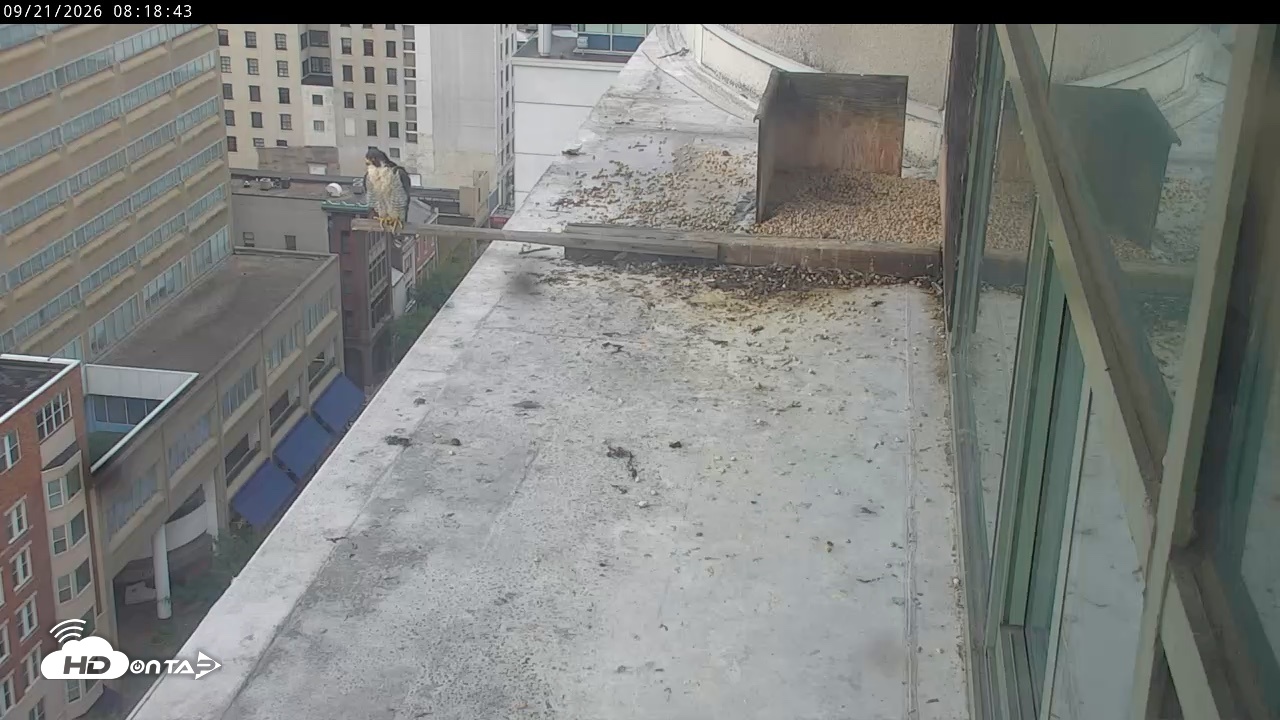 Snapshot of PA Peregrine Falcon Cam Live Webcam taken Sep 21, 2026, 8:15am EDT