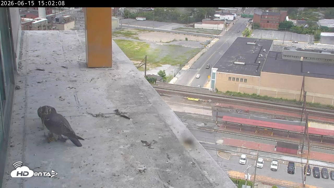 Snapshot of PA Peregrine Falcon Cam Live Webcam taken Jun 15, 2026, 3:15pm EDT