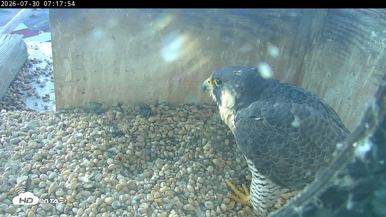 Snapshot of PA Peregrine Falcon Cam Live Webcam taken Jul 30, 2026, 7:10am EDT