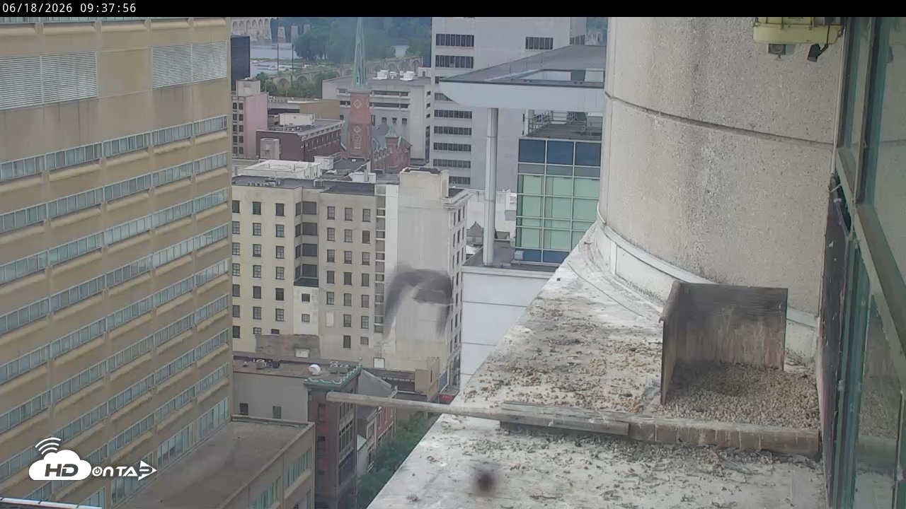 Snapshot of PA Peregrine Falcon Cam Live Webcam taken Jun 18, 2026, 9:32am EDT