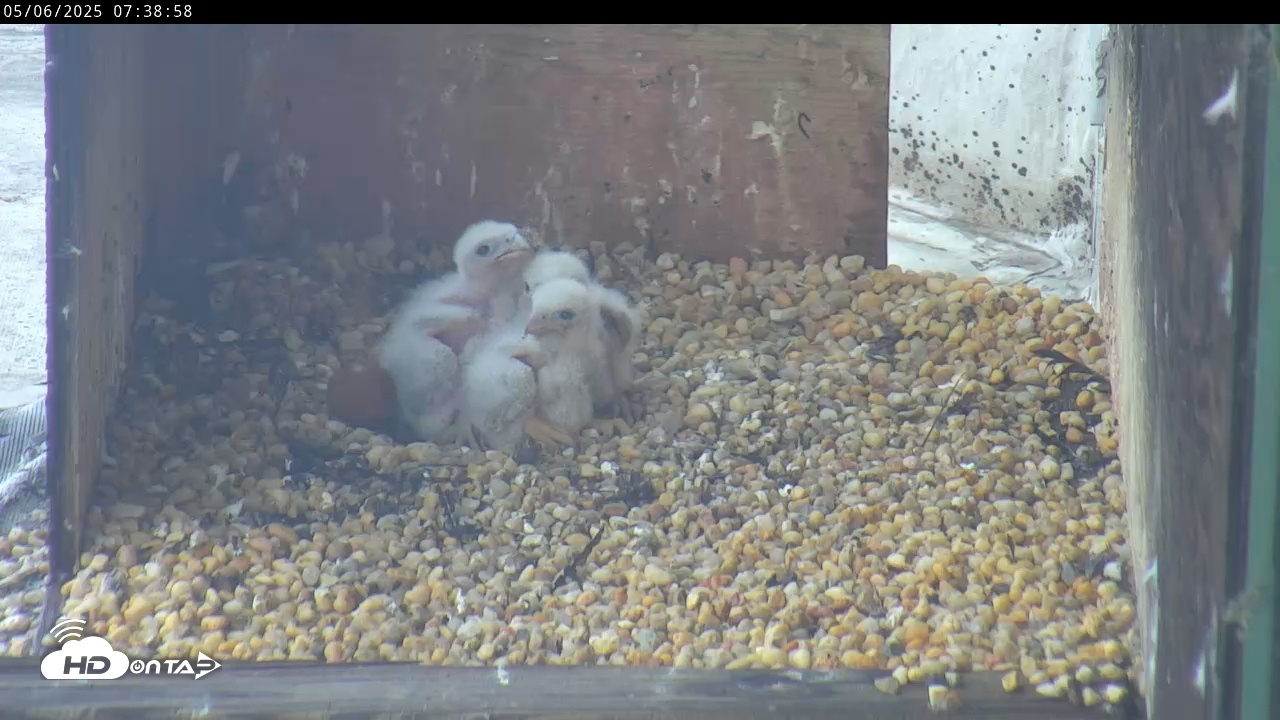 Snapshot of PA Peregrine Falcon Cam Live Webcam taken May 6, 2025, 7:35am EDT