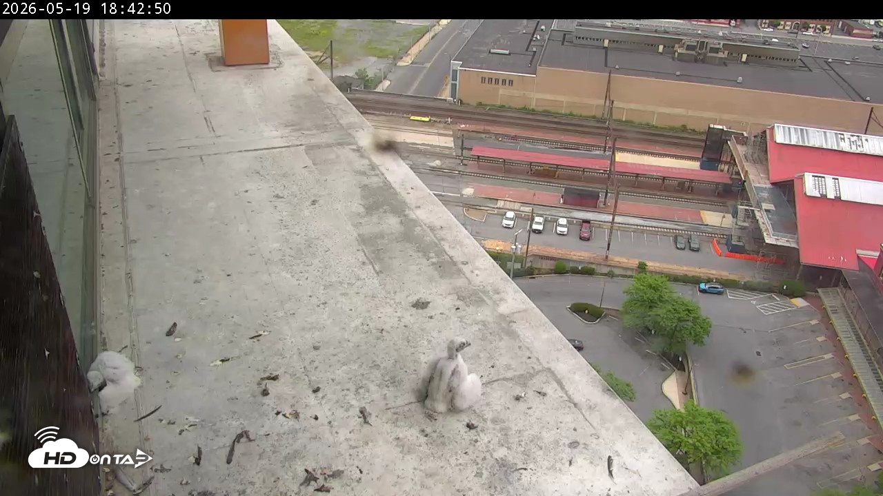 Snapshot of PA Peregrine Falcon Cam Live Webcam taken May 19, 2026, 6:54pm EDT