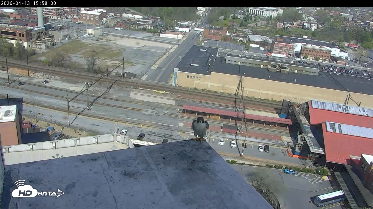 Snapshot of PA Peregrine Falcon Cam Live Webcam taken Apr 13, 2026, 3:45pm EDT