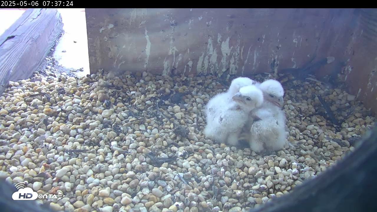 Snapshot of PA Peregrine Falcon Cam taken May 6, 2025, 7:36am EDT