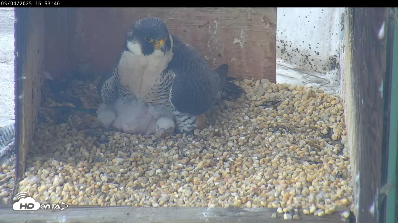Snapshot of PA Peregrine Falcon Cam Live Webcam taken May 4, 2025, 4:50pm EDT