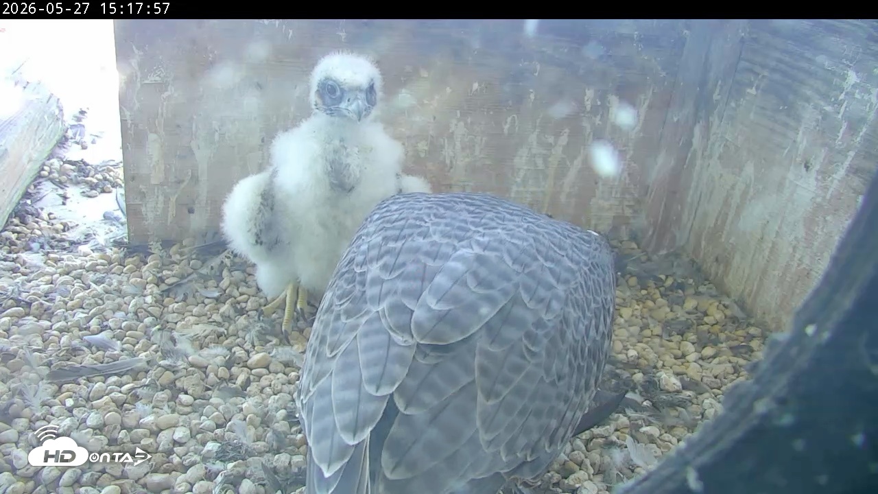 Snapshot of PA Peregrine Falcon Cam Live Webcam taken May 27, 2026, 3:11pm EDT