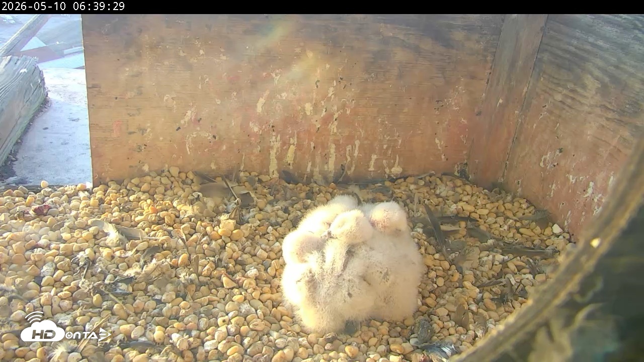 Snapshot of PA Peregrine Falcon Cam Live Webcam taken May 10, 2026, 6:32am EDT