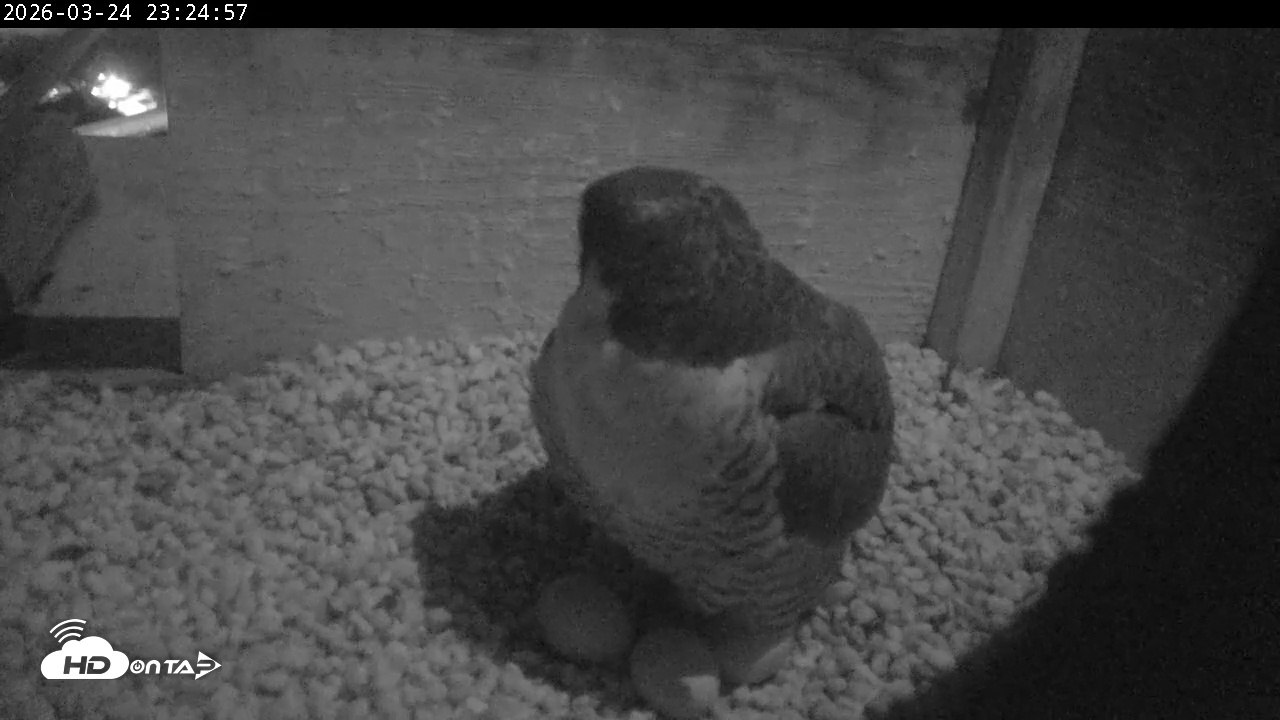 Snapshot of PA Peregrine Falcon Cam Live Webcam taken Mar 24, 2026, 11:17pm EDT