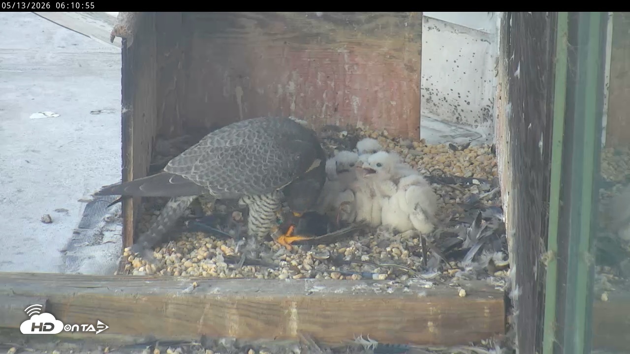 Snapshot of PA Peregrine Falcon Cam Live Webcam taken May 13, 2026, 6:04am EDT