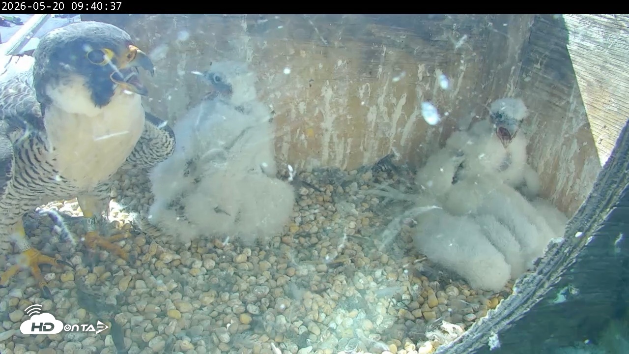 Snapshot of PA Peregrine Falcon Cam Live Webcam taken May 20, 2026, 9:34am EDT