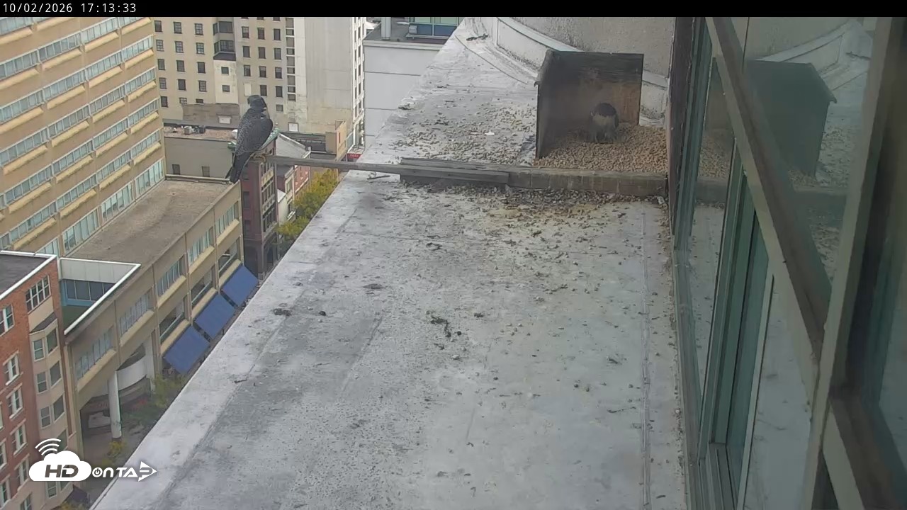 Snapshot of PA Peregrine Falcon Cam Live Webcam taken Oct 2, 2026, 5:10pm EDT