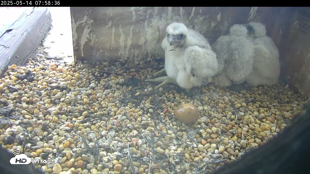 Snapshot of PA Peregrine Falcon Cam Live Webcam taken May 14, 2025, 7:58am EDT