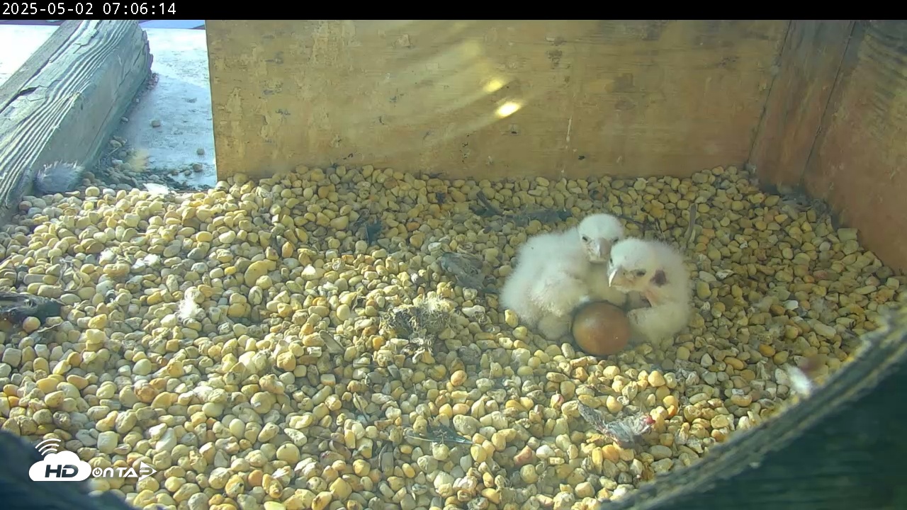 Snapshot of PA Peregrine Falcon Cam Live Webcam taken May 2, 2025, 7:05am EDT