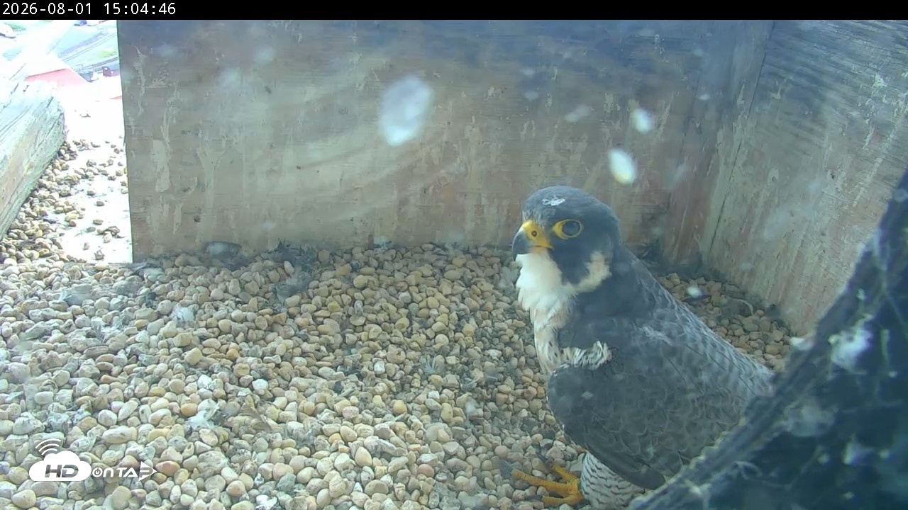 Snapshot of PA Peregrine Falcon Cam Live Webcam taken Aug 1, 2026, 2:57pm EDT