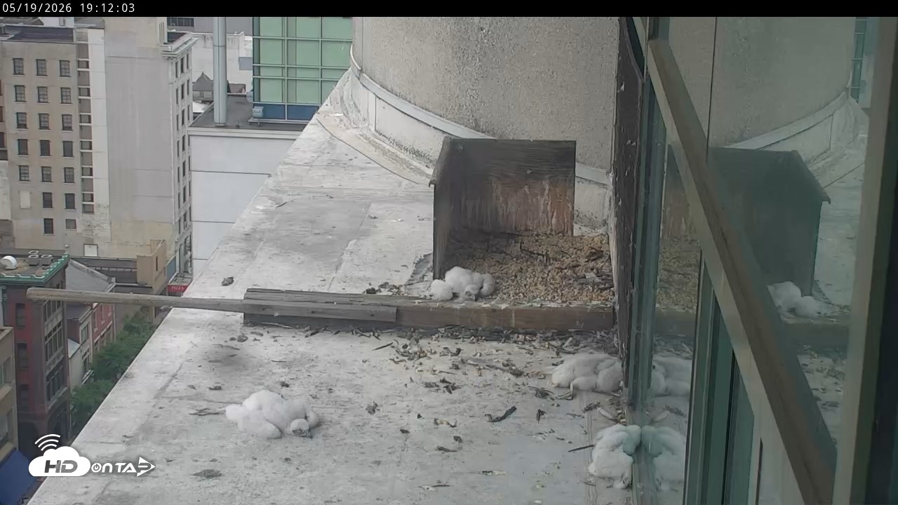 Snapshot of PA Peregrine Falcon Cam Live Webcam taken May 19, 2026, 7:05pm EDT