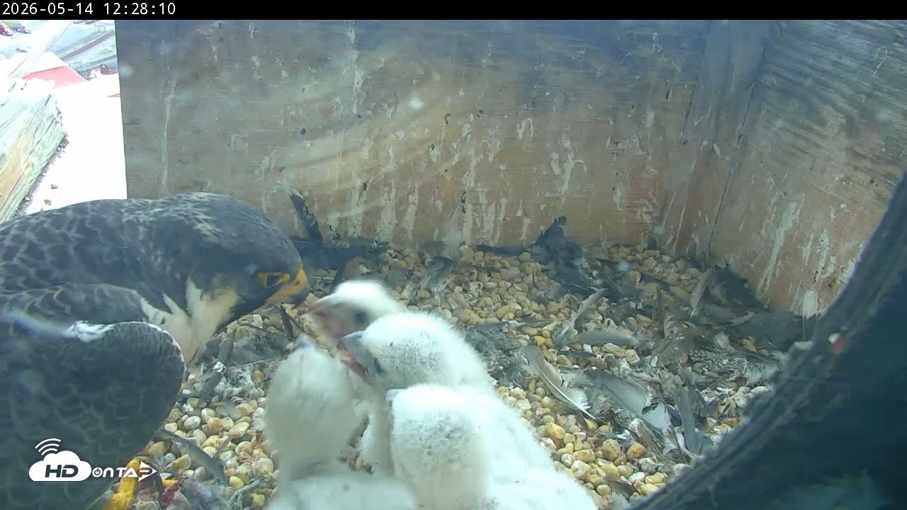 Snapshot of PA Peregrine Falcon Cam Live Webcam taken May 14, 2026, 12:21pm EDT