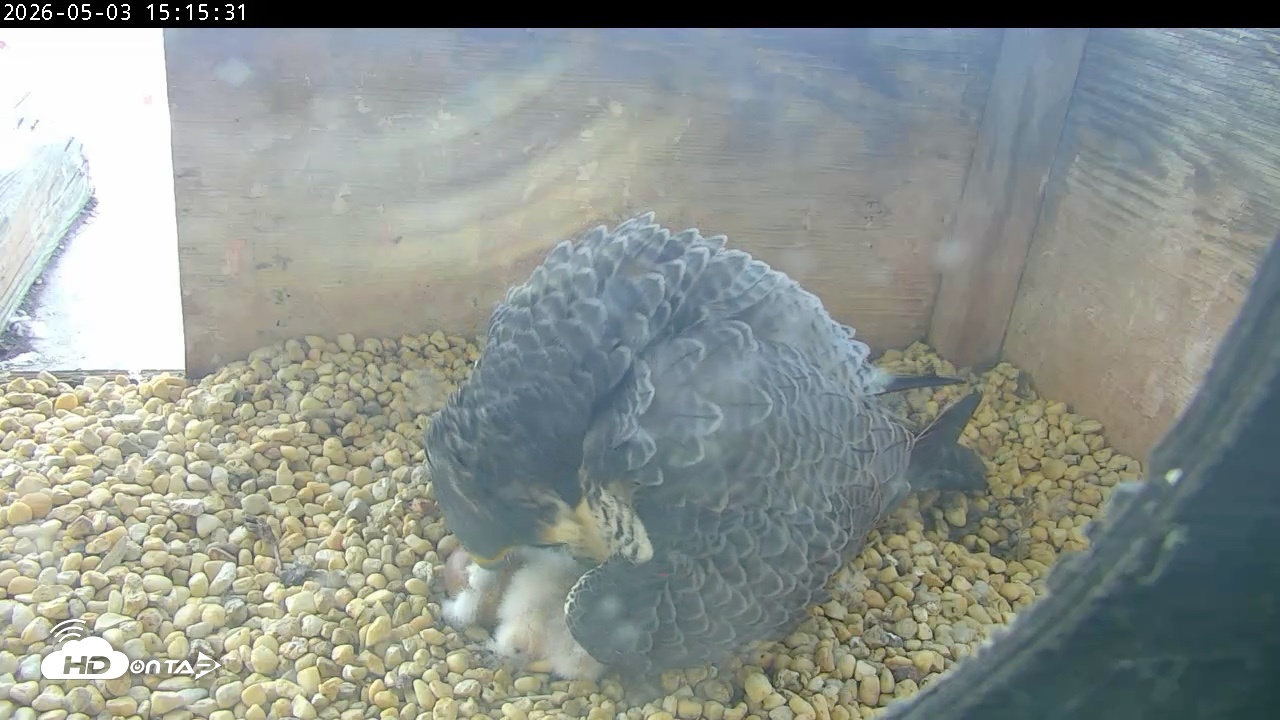 Snapshot of PA Peregrine Falcon Cam Live Webcam taken May 3, 2026, 3:08pm EDT