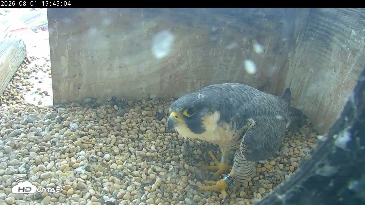 Snapshot of PA Peregrine Falcon Cam Live Webcam taken Aug 1, 2026, 3:37pm EDT