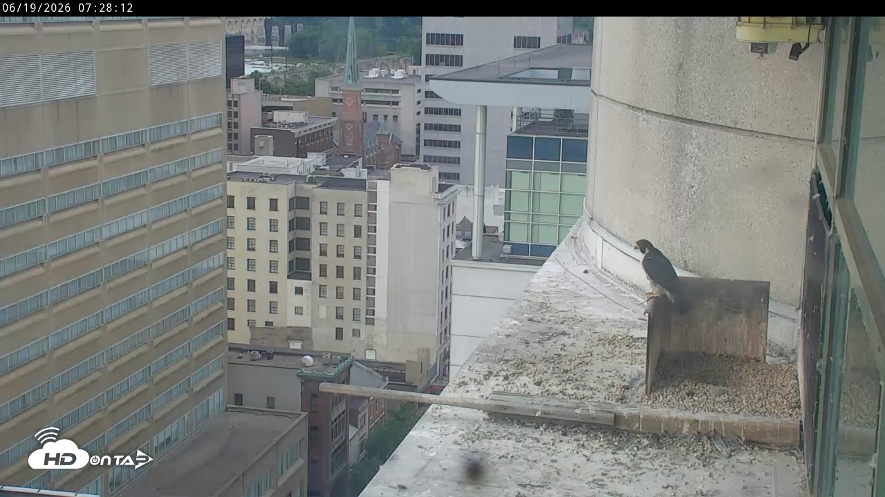 Snapshot of PA Peregrine Falcon Cam Live Webcam taken Jun 19, 2026, 7:23am EDT