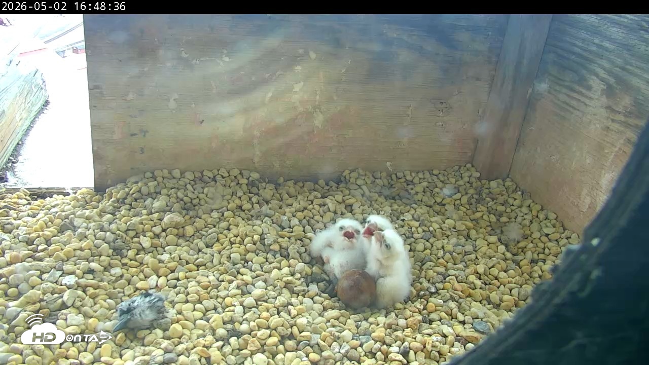 Snapshot of PA Peregrine Falcon Cam Live Webcam taken May 2, 2026, 4:40pm EDT