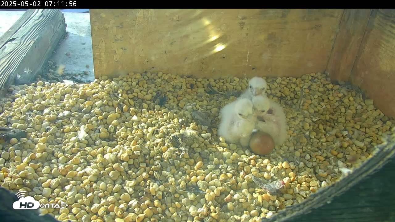 Snapshot of PA Peregrine Falcon Cam Live Webcam taken May 2, 2025, 7:11am EDT