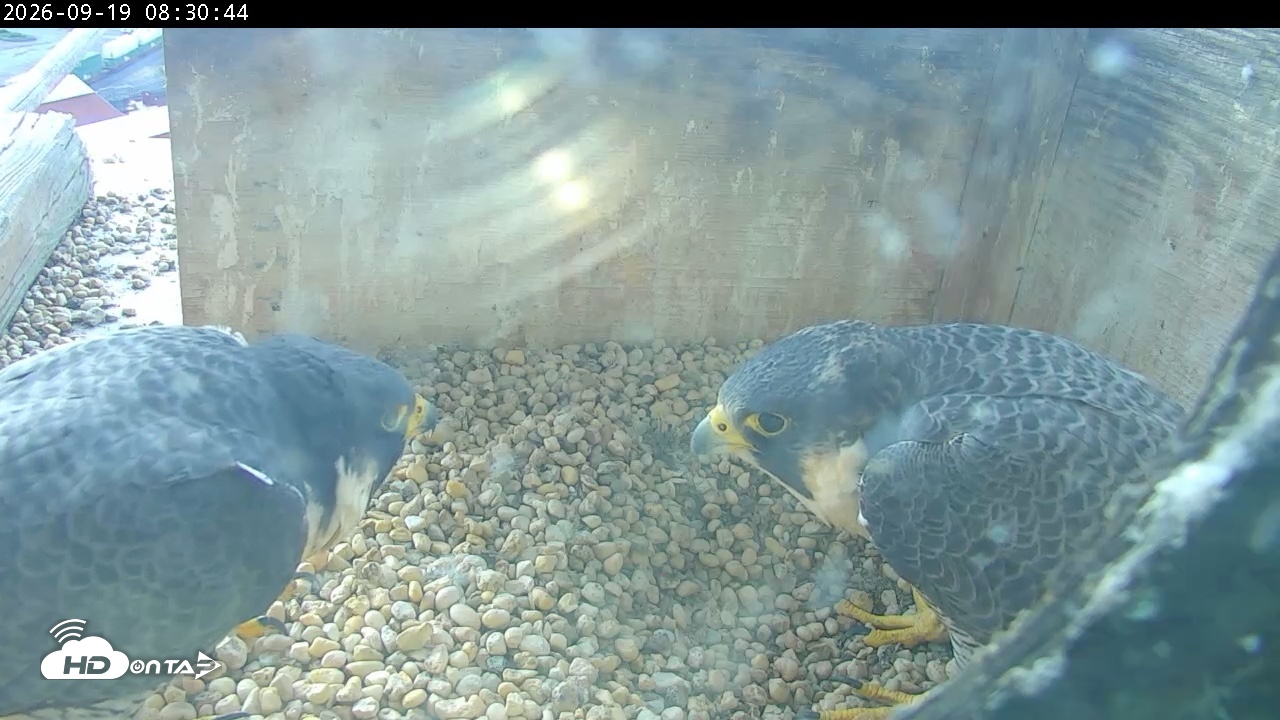 Snapshot of PA Peregrine Falcon Cam Live Webcam taken Sep 19, 2026, 8:26am EDT