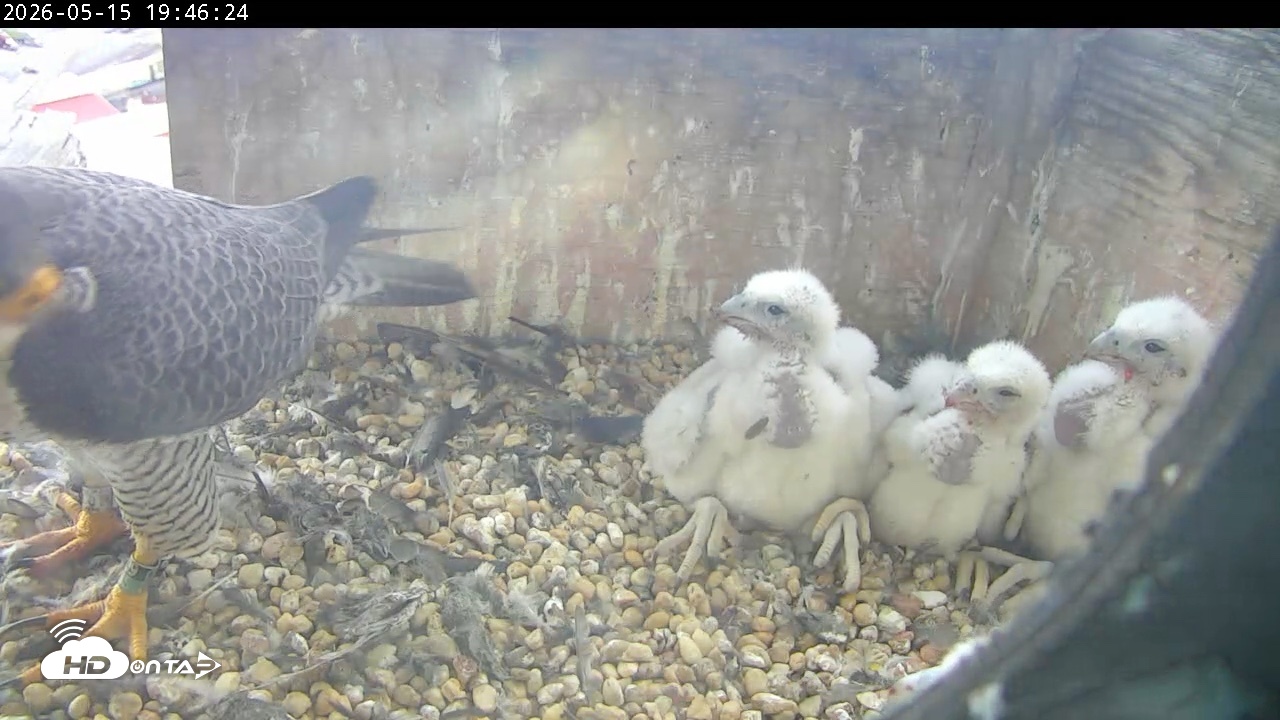 Snapshot of PA Peregrine Falcon Cam Live Webcam taken May 15, 2026, 7:39pm EDT
