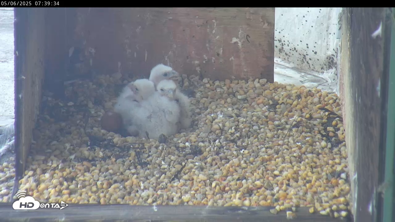 Snapshot of PA Peregrine Falcon Cam taken May 6, 2025, 7:36am EDT
